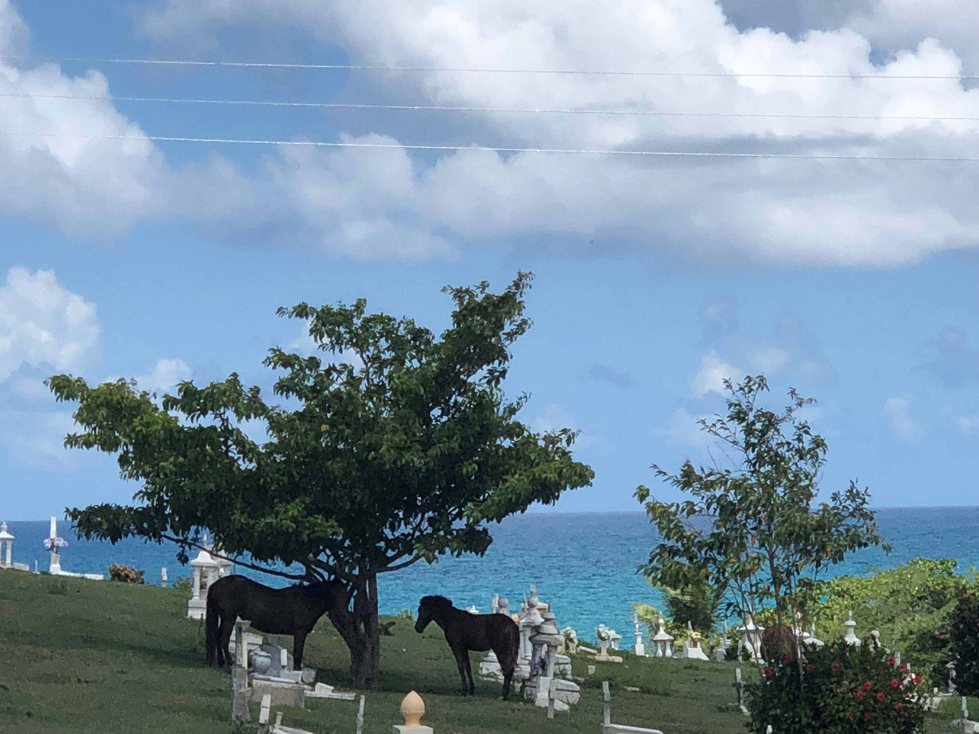 Vieques cemetery horses2